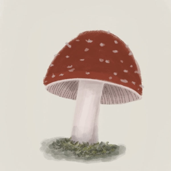 Sketching Mushrooms