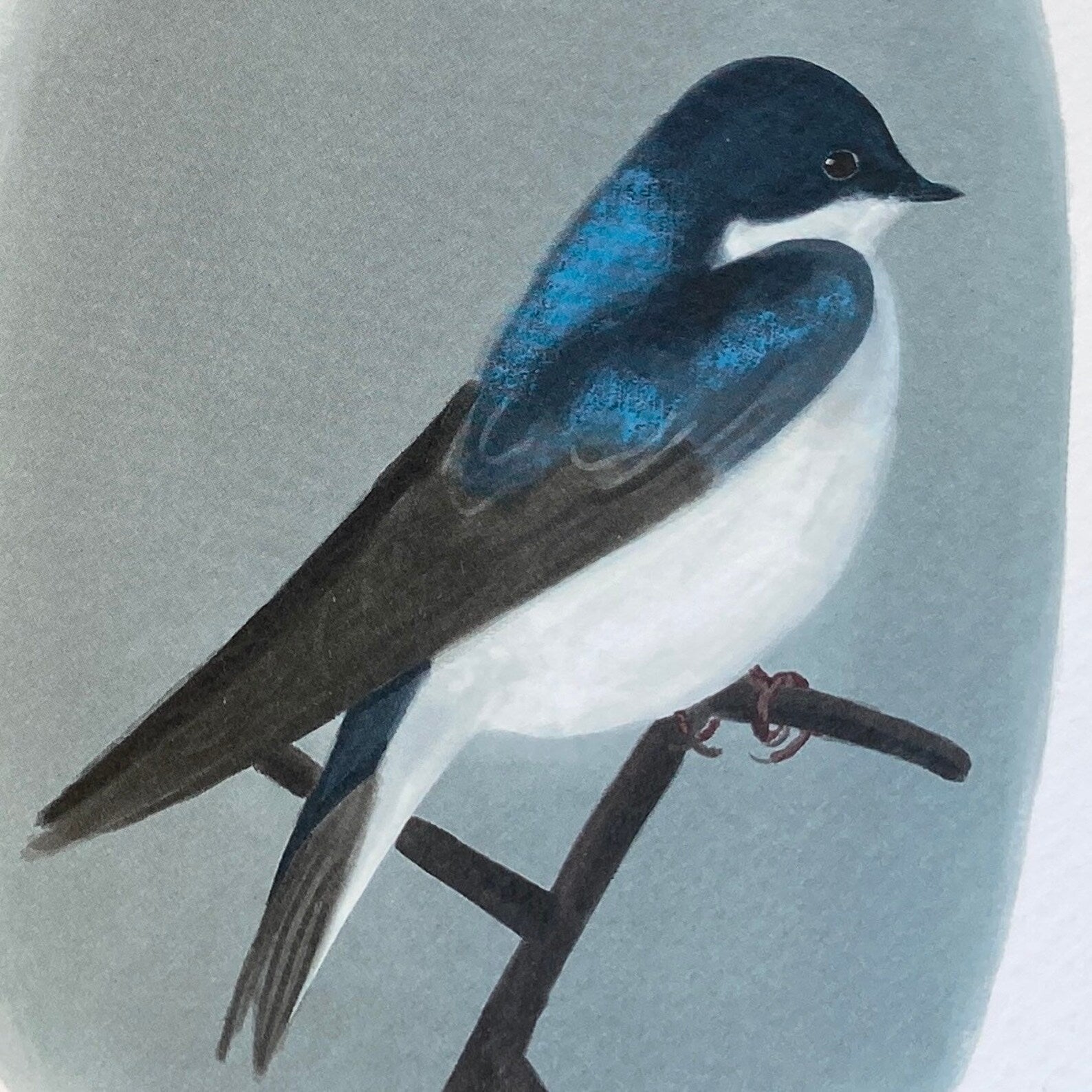 Illustration of a blue and white bird perched on a branch against a light gray background