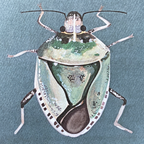 Funny Stink Bug Sympathy Card