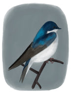 Illustration of a blue and white bird on a gray background
