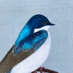 Tree Swallow Greeting Card
